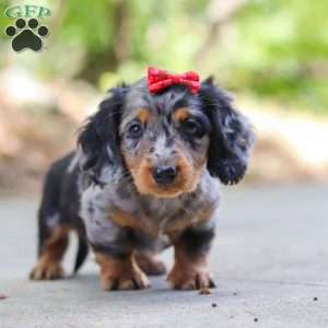 Emmy, Dachshund Puppy